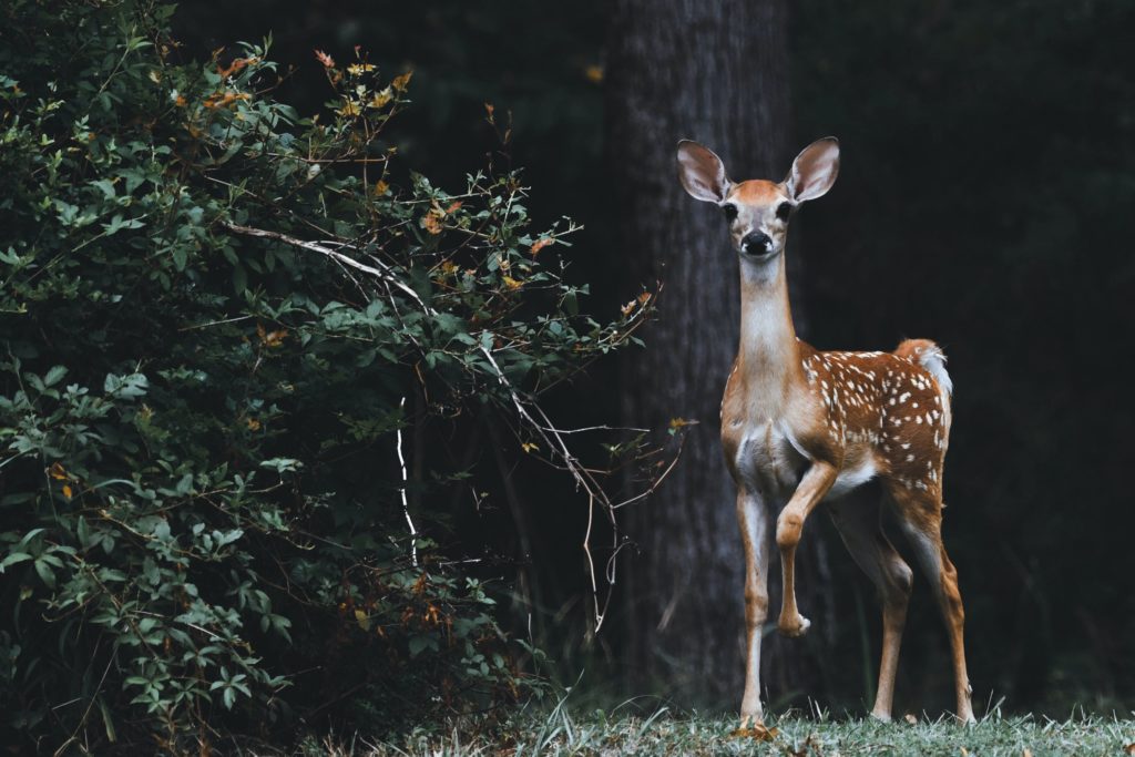 Cute Deer