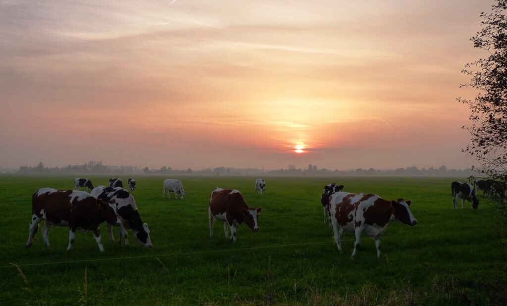 Cows in a field at sunset